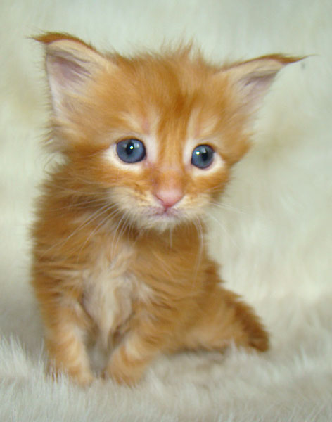     Catsvill County!   !    !       !!!    Catsvill County +7-926-544-74-09     .   ,   ,   ,    ,   ,  ,     ,   -,    ,   !